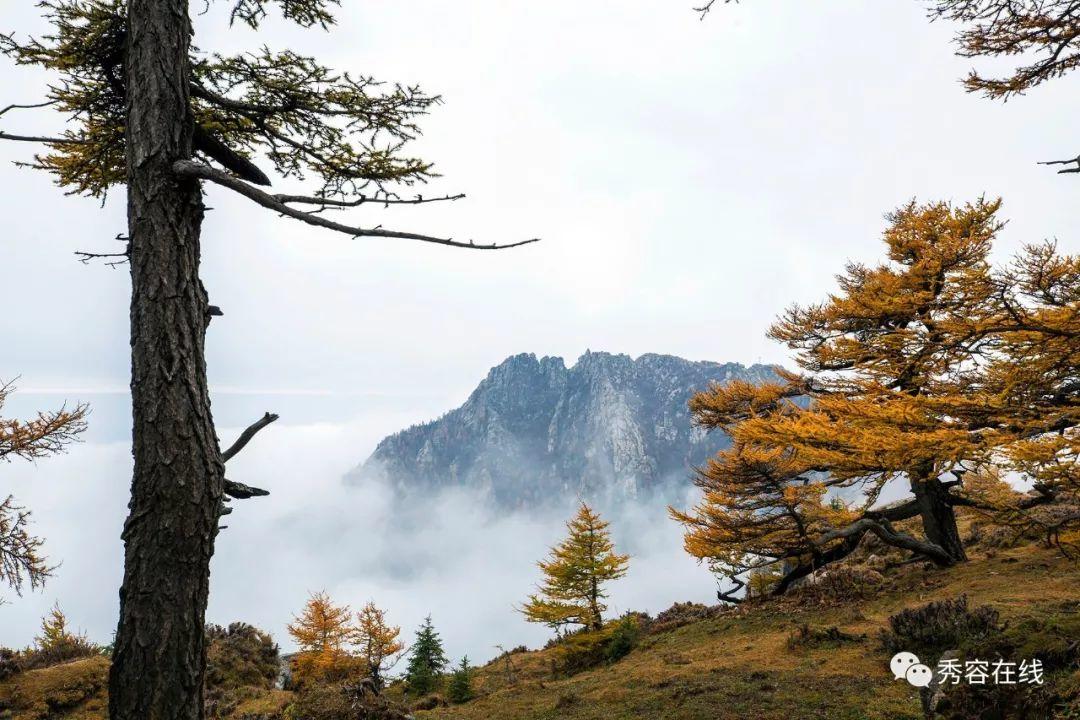【图说】芦芽山进入秋色最佳观赏期风景如画美煞人