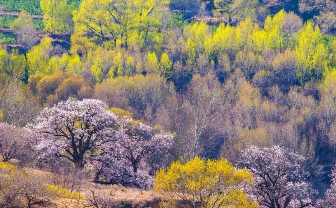 山西有一个神奇的地方，整个县都是景区，而且多数免费！