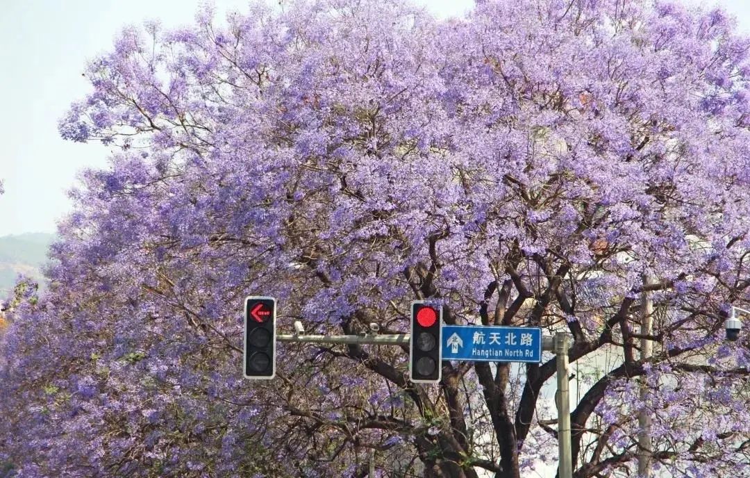 蓝花楹、3路车、卫星宾馆…那些年我们“追”过的西昌往事！