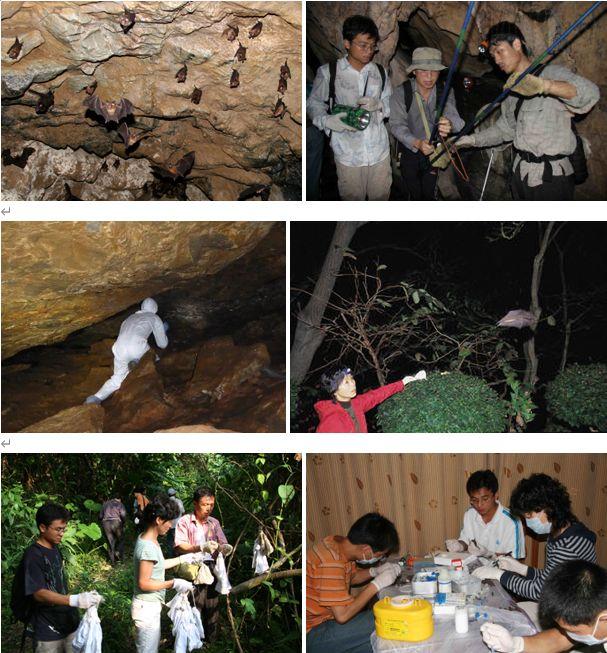 图4.石正丽研究团队在蝙蝠洞布网，野外捕捉蝙蝠，处理样品