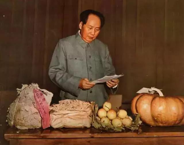 1956年，毛泽东看丰收喜信。