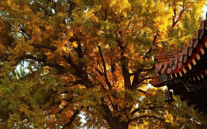 70张照片告诉您，北京的秋天到底有多美！绝对是人间天堂……