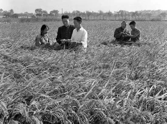 深度好文：袁隆平口述自传（节选）