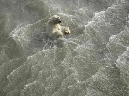 阿拉伯高温73℃、美国50℃致死600人，北极最后冰区融化：地球怎么了？