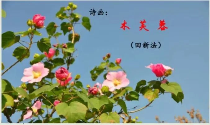 【花语诗韵】暮秋里盛开的美艳——木芙蓉 | 田新法