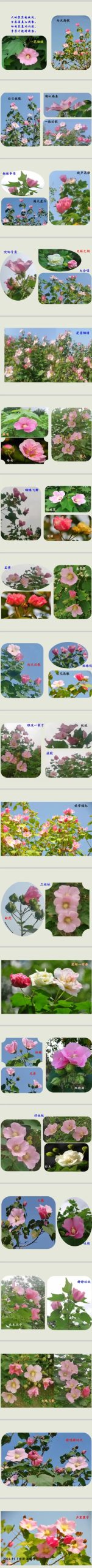 【花语诗韵】暮秋里盛开的美艳——木芙蓉 | 田新法