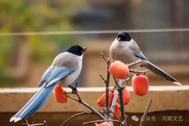 【诗海浪花】清明祭祖回娘家 | 李金富