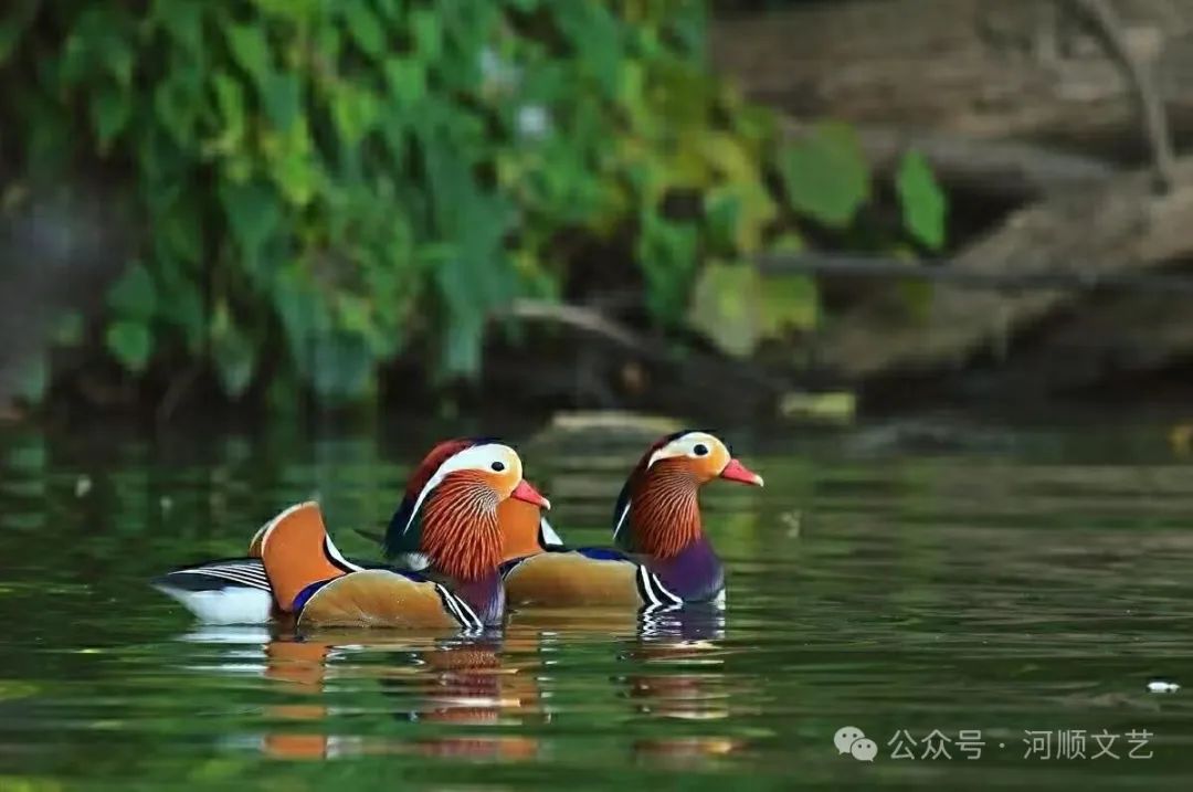 【画境诗韵 】七律.淇河风光| 小草