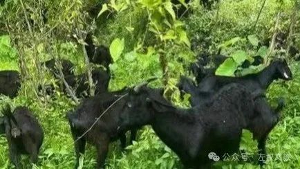 【美“食”每刻】——左权县特产、特色美食篇