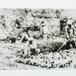 一二九师三八五旅旅长陈锡联在帮助农民浇水灌田。